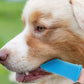 Brosse à dents de doigt en silicone pour animaux de compagnie